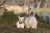 SCOTTISH TERRIER 022